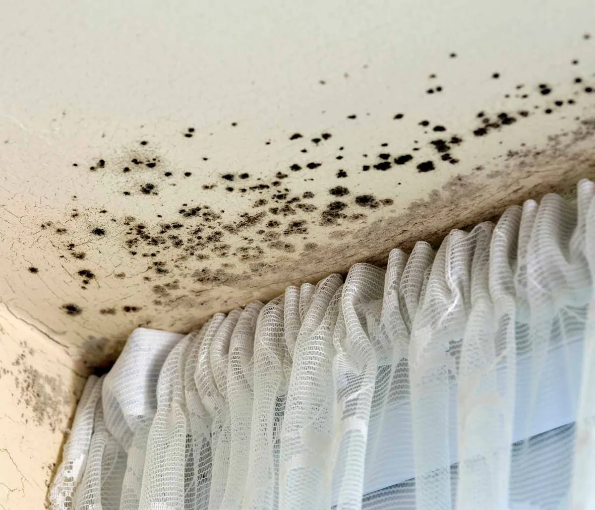 Mold Removal in Cheshire work by JP Maguire Associates in Connecticut